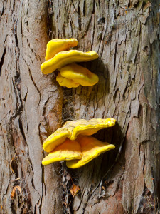 Bracket Fungus, St Ives, Sept 2013
