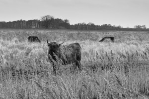 Highland cattle, Wicken Fen, January 2014