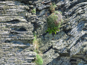 Rocks near Boscastle, Cornwall, July 2014
