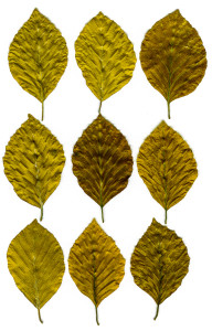 leaves-161121